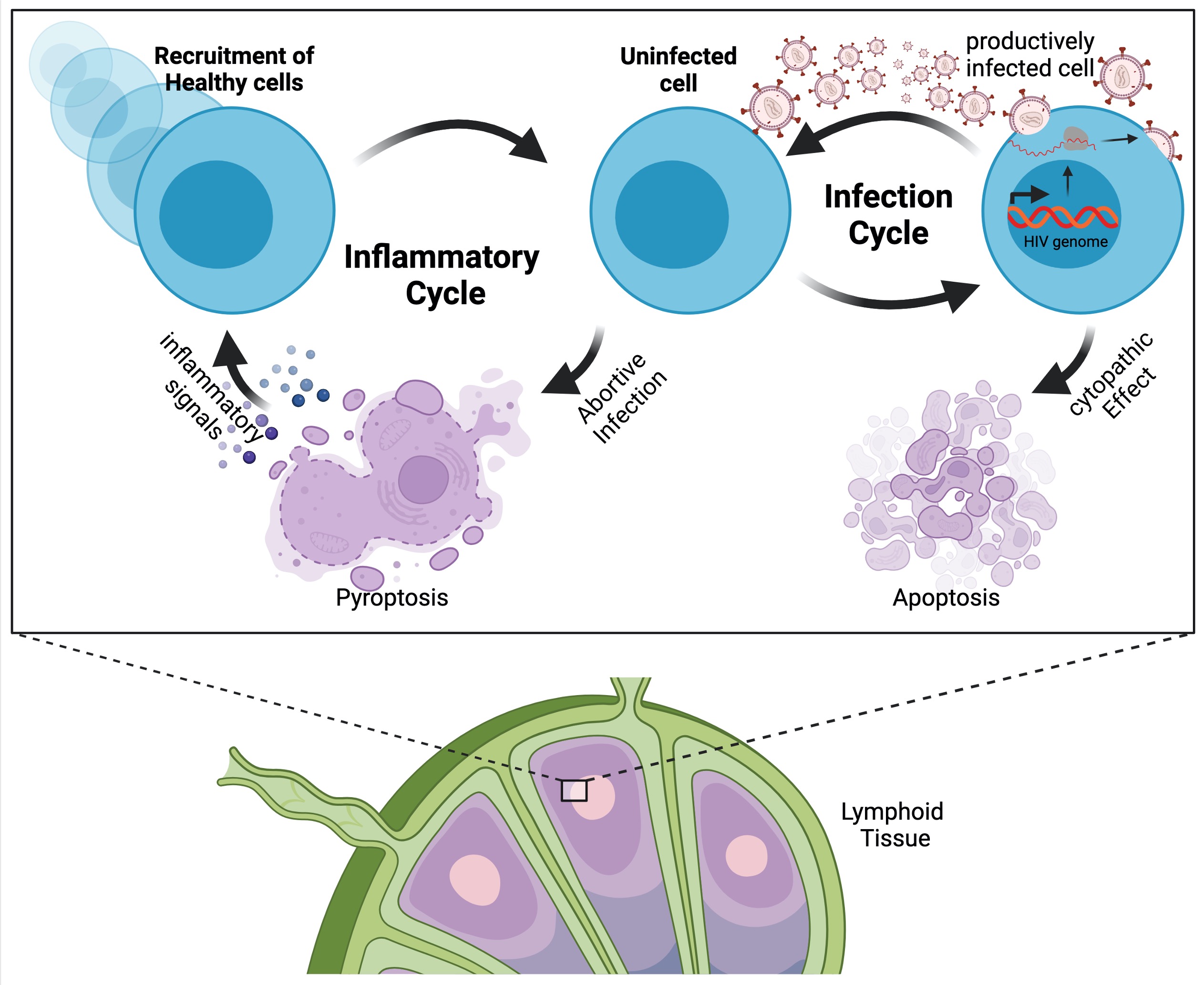 Hiv Infection Outcome Pyroptosis